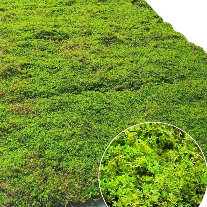 新款仿真椰丝青苔藓橱窗微景观造景金丝猴蕨加厚黄绿假草皮坪地毯