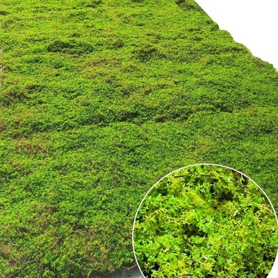 新款仿真椰丝青苔藓橱窗微景观造景金丝猴蕨加厚黄绿假草皮坪地毯