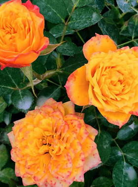 橙色阳光钻石玫瑰月季大花室内阳台庭院  地载多 季开花 花卉植物