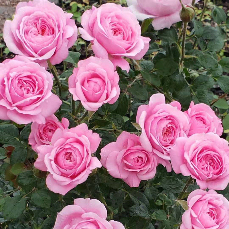 靈芝妖精多花四季開花陽台盆栽室內玫瑰花苗歐月薔薇月季開花不斷在類目 鮮花速遞/花卉仿真/綠植園藝, 花卉/綠植盆栽（新）, 花卉中 - 來自Buy2taobao.com提供專業的淘寶代購服務