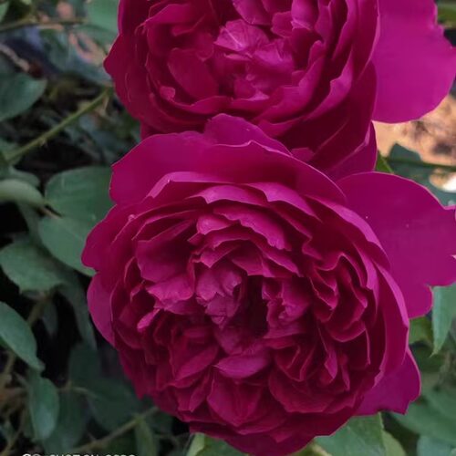 伊芙芳香花园月季阳台盆栽多季开