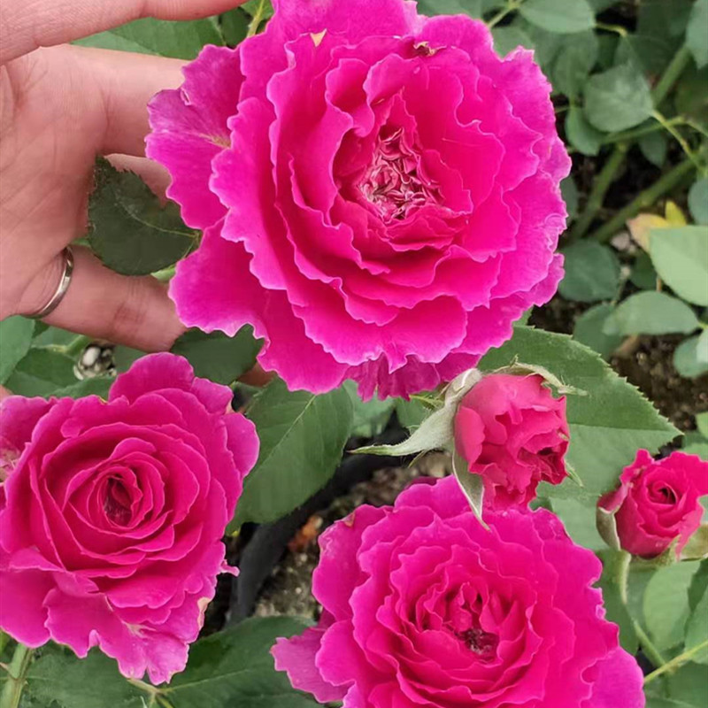 草藥玫瑰花苗大花植物盆栽室內外桌面月季花卉觀花帶花苞四季開花在類目 鮮花速遞/花卉仿真/綠植園藝, 花卉/綠植盆栽（新）, 花卉中 - 來自Buy2taobao.com提供專業的淘寶代購服務