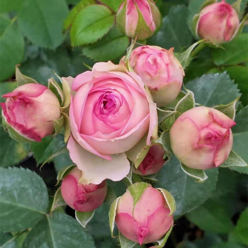 灌木微月粉色多头多花四季开花阳台盆栽地带玫瑰花苗欧月蔷薇月季|ruв категории доставка цветов/цветок моделирования/растения садоводства, цветок/растения в горшках (новый), цветок - от Buy2taobao.com для оказания профессиональной услуги покупки агента Taobao