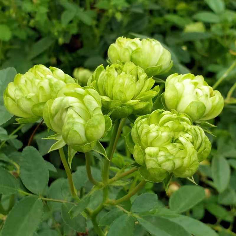 威月绿闪电带花苞发货月季花苗阳台盆栽植物花卉观花观叶室内盆栽 鲜花速递/花卉仿真/绿植园艺 月季/蔷薇/玫瑰 原图主图