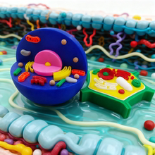 动植物细胞立体模型3d三地打印演示手工制作diy全套真核材料包七年级初一高中初中生物作业细菌粘土学生自制