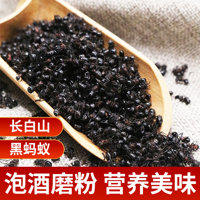 东北长白山黑蚂蚁拟黑多刺蚁大山蚂蚁