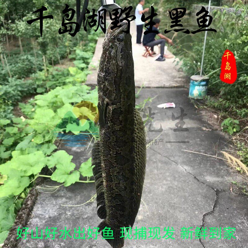 黑鱼活鱼鲜活现杀千岛湖特产生态乌鱼财鱼活鱼新鲜炖汤术后滋补