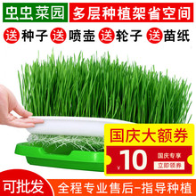 豆芽菜芽苗菜育苗发芽盆托盘豌豆苗1