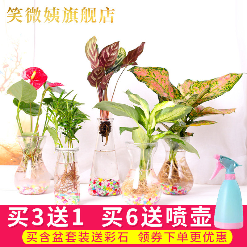 水生植物盆栽铜钱草 图片 价格 多少钱 什么值得买