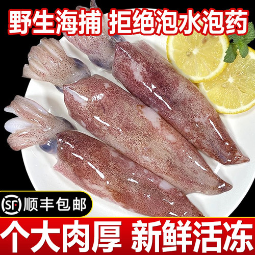 笔管鱼新鲜冷冻带籽商用批发