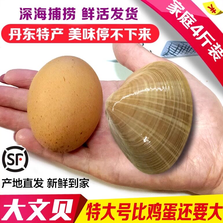 丹东特产特大号大文贝野生鲜活无沙东港黄贝纹贝黄蚬子黄金贝4斤