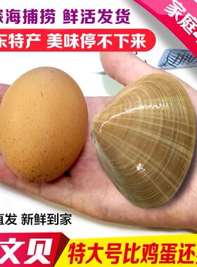 比鸡蛋还大丹东特产大文贝无沙
