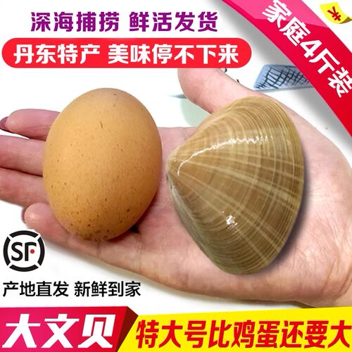 比鸡蛋还大丹东特产大文贝无沙