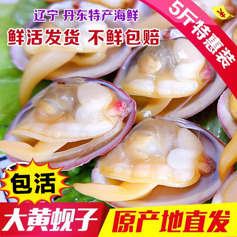 丹东大黄蚬子东港野生鲜活无沙海鲜黄贝蛤蜊扇贝花甲水产5斤顺丰