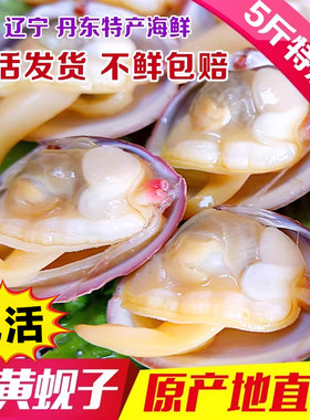 丹东东港野生鲜活无沙大黄蚬子