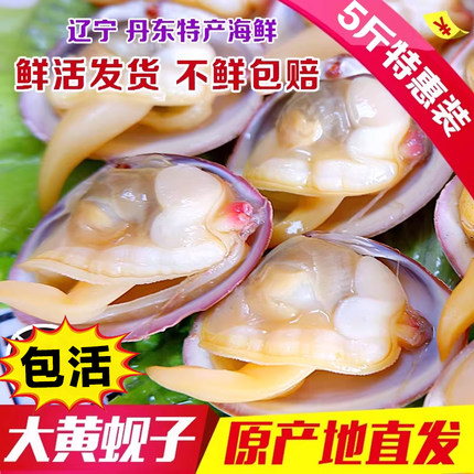 丹东特产包活无沙大黄蚬子东港野生鲜活海鲜蛤蜊扇贝花甲贝类顺丰