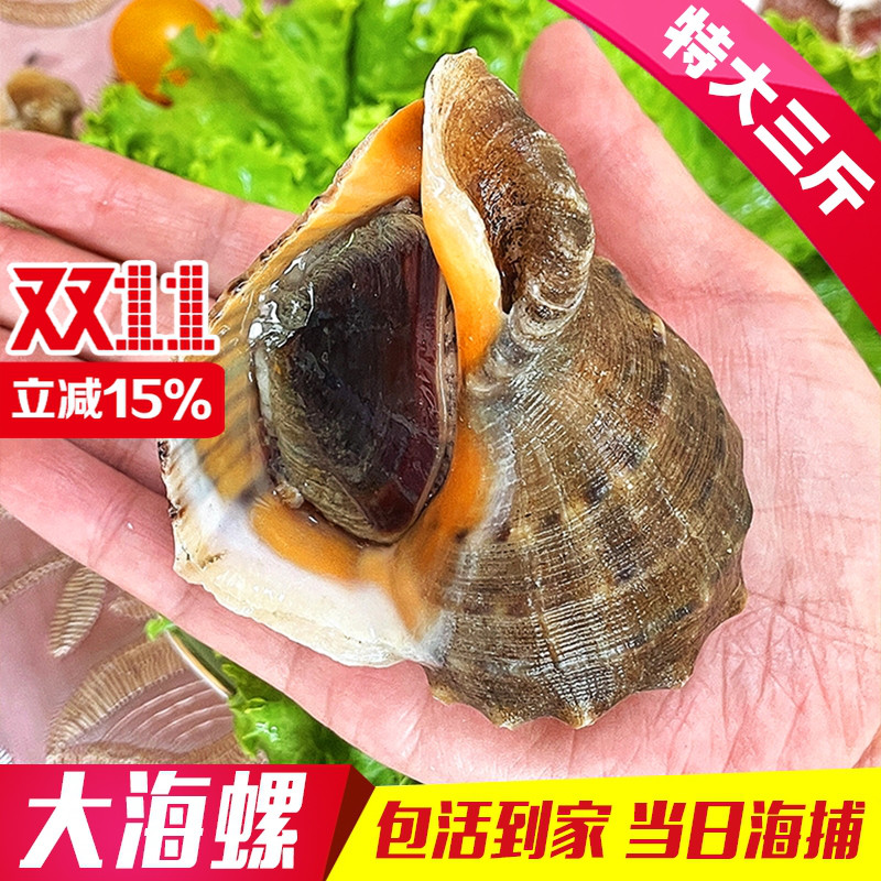 丹东大海螺包活当日海捕鲜活海螺