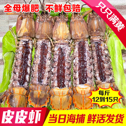 丹东特大活发带膏皮皮虾