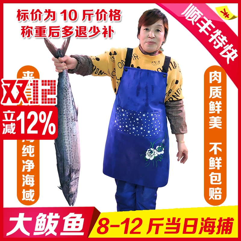 北黄海大鲅鱼7到12斤1条大马鲛鱼