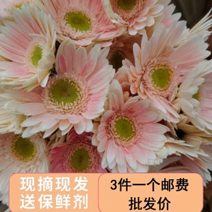 非洲菊香格里拉白色弗朗鲜花云南直发太阳花斗南基地直批家用水养