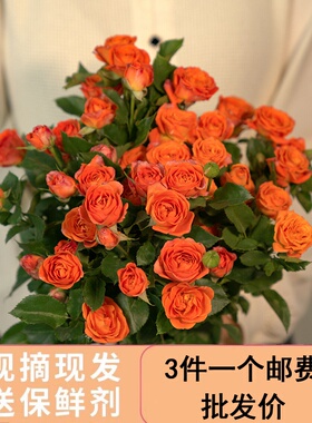 多头泡泡玫瑰花鲜花云南直发基地直批家用水养插花斗南