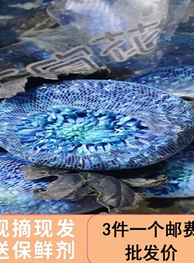 青花瓷牡丹菊鲜花云南基地直发鲜切花插花蓝色菊花鲜花花束花期长