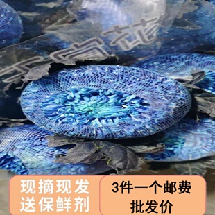 青花瓷牡丹菊鲜花云南基地直发鲜切花插花蓝色菊花鲜花花束花期长