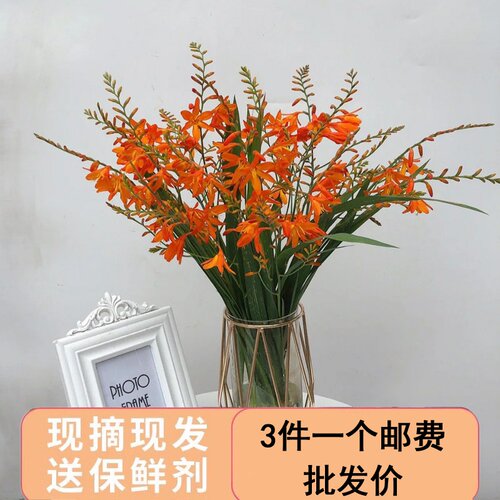 火焰兰鲜花家用客厅插花水培花材花束配草鲜切花云南基地直发
