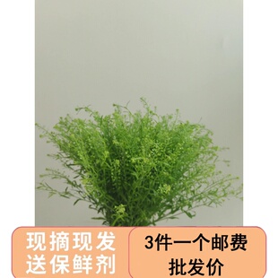 绿铃草昆明基地插花新鲜斗南水养云南直发直批花市花束配草小清新