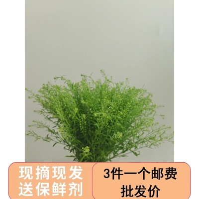 绿铃草水养插花云南新鲜直发