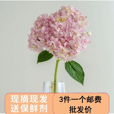 绣球办公室水养向日葵