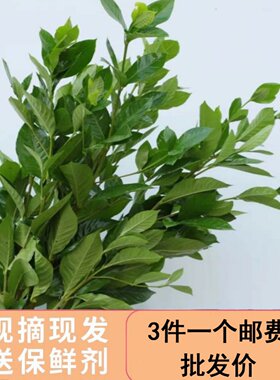 新鲜现彩栀子叶鲜花配草配绿叶花束搭配云南基地直发同城速递直批