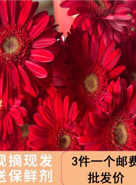 非洲菊红色太阳花鲜花云南昆明直批发鲜切水培鲜花插花弗扶朗花
