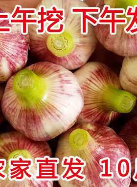 2026年现挖鲜蒜头腌制糖醋蒜