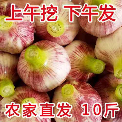 2026年现挖鲜蒜头腌制糖醋蒜