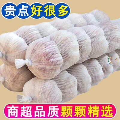 精品网兜净蒜新干蒜头紫白皮