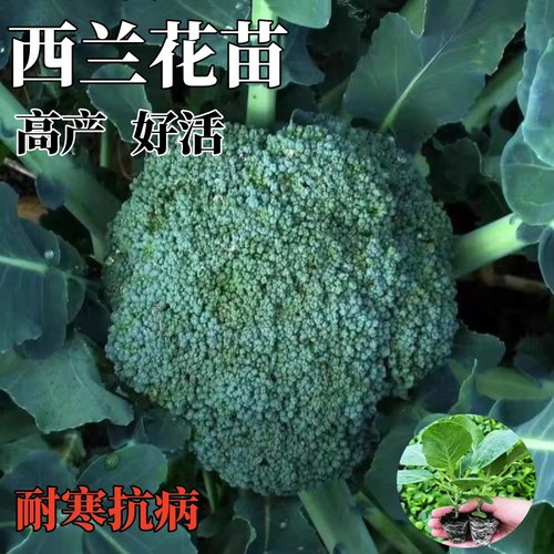 西兰花苗花菜苗绿甘蓝包菜秧苗蔬菜大白菜苗四季秋冬耐寒蔬菜秧苗