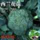 西兰花苗花菜苗绿甘蓝包菜秧苗蔬菜大白菜苗四季 秋冬耐寒蔬菜秧苗