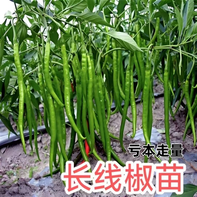 穴盘苗易种植好成活抗病高产