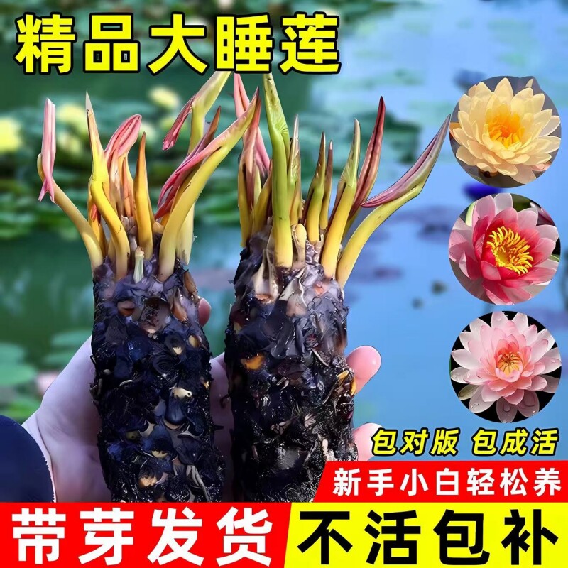 睡莲根块带花苞水培植物盆栽花卉池塘水缸庭院四季开花荷花藕包活
