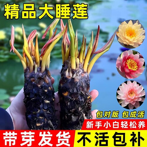 睡莲根块带花苞水培植物包成活