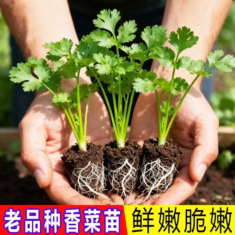 优质香菜苗小青菜苗豌豆苗