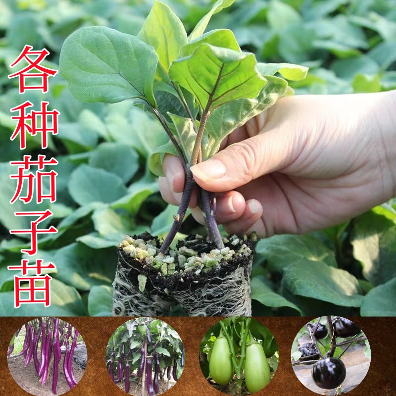 茄子苗蔬菜幼苗秧苗紫长茄紫圆茄各种蔬菜瓜果苗阳台盆栽蔬菜幼苗 鲜花速递/花卉仿真/绿植园艺 家庭园艺种子 原图主图