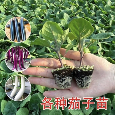 茄子苗带土发货优质高产抗病好活