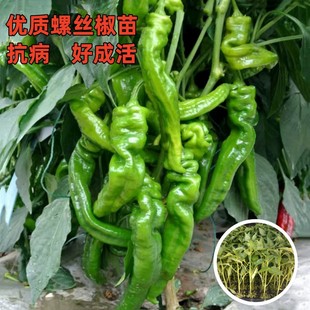 高产螺丝椒辣椒苗香辣特大薄皮陇椒秧孑辣椒种籽四季阳台庭院菜苗