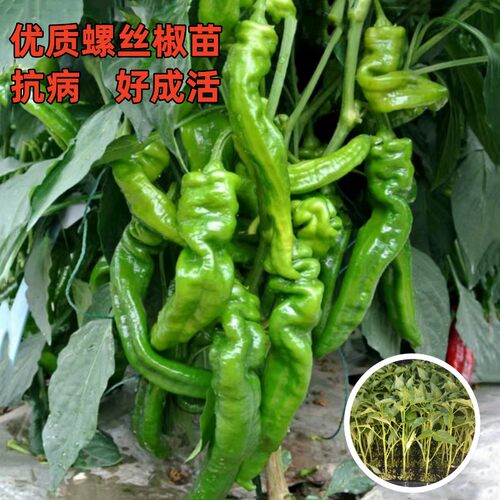 优质穴盘苗抗病高产易种植好成活