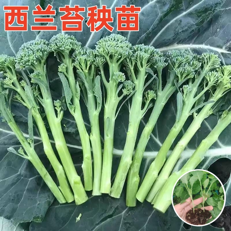 西兰苔秧苗西兰花苗白花菜包菜甘蓝大白菜苗四季秋冬耐寒蔬菜秧苗