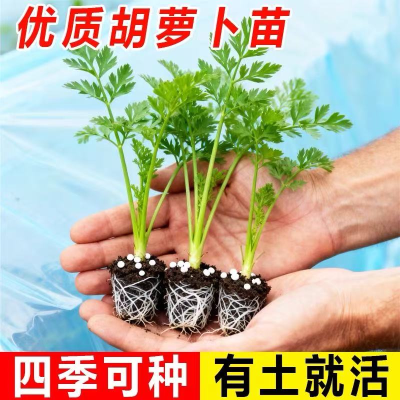 优质胡萝卜苗带土发货易种植好活图片