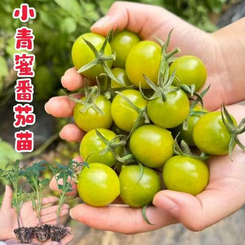 优质穴盘苗抗病高产易种植好成活