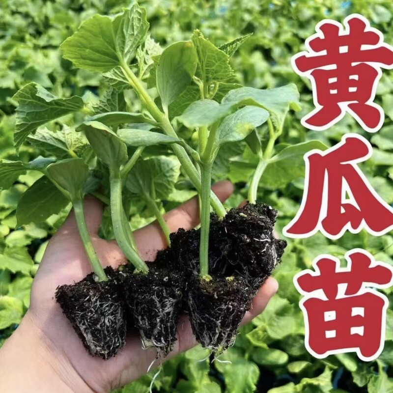 黄瓜苗密刺黄瓜水果旱黄瓜秧苗丝瓜苦瓜南瓜各种瓜类阳台盆栽种植